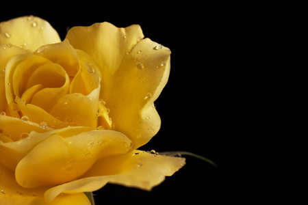 Beautiful yellow rose in drops of water on a black background. Half of a flower closeup and an empty...