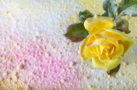 Yellow rose sprinkled powder on an abstract background filled with colored powder. Beautiful abstract floral background. The view from the topの写真素材