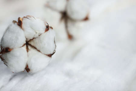 Delicate white flowers of cotton on a wooden Board. Beautiful natural background.
