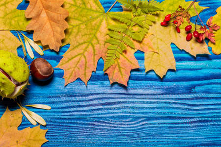 colorful autumn background. Still life with fallen leaves. The old blue boards, yellow leaves, red...