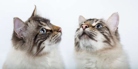 wo beautiful cat closeup. Look up. white backgroundの写真素材