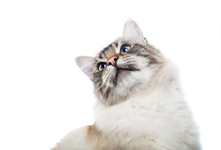 beautiful blue eyed fluffy cat looks up. horizontal photo, white backgroundの写真素材