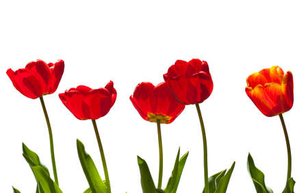 beautiful red tulips. Floral background.の写真素材