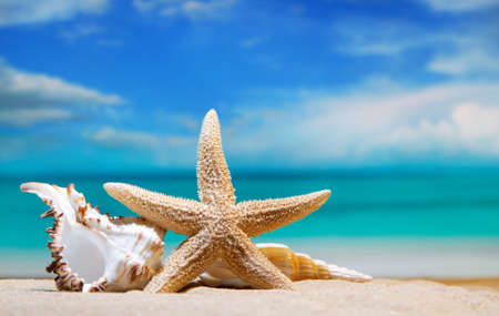 seashells by the sea. beach holiday. beautiful summer background. seashells and starfish. macro