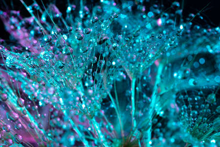 Dandelion faded on a black background in bright gradient holographic tones. Colorful minimalism....