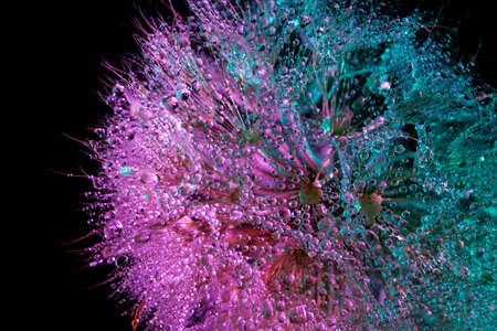 Dandelion faded on a black background in bright gradient holographic tones. Colorful minimalism....