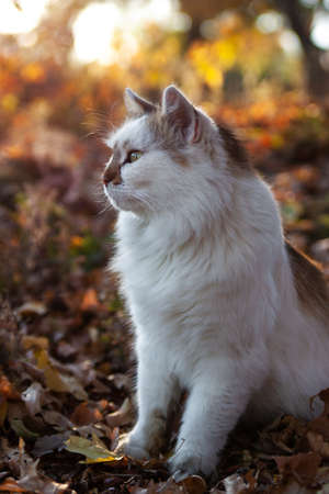 white with spots street cat sitting on fallen leaves in the Parkの写真素材
