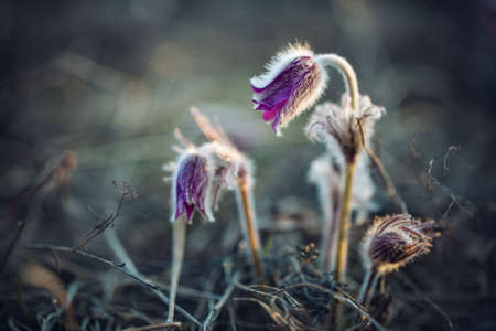 sleep grass. Pulsatilla PÐ°tens. Beautiful purple spring flowers. Soft macro focus