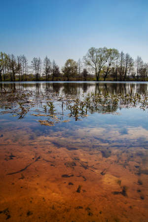 beautiful spring landscape. pond with smooth clear water and sandy bottom. Trees are reflected in...
