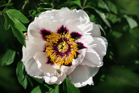 Peony flower on blurred natural green background. The concept of spring. Beautiful blooming pink peonyの写真素材