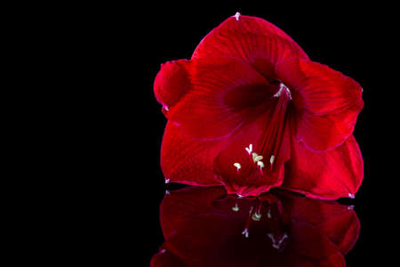 Red lily close-up on a black background. The flower is reflected on the polished surface. empty space for text on the rightの写真素材