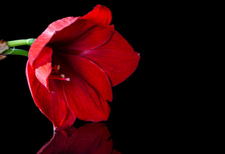 Red lily close-up on a black background. The flower is reflected on the polished surface. empty space for text on the leftの写真素材