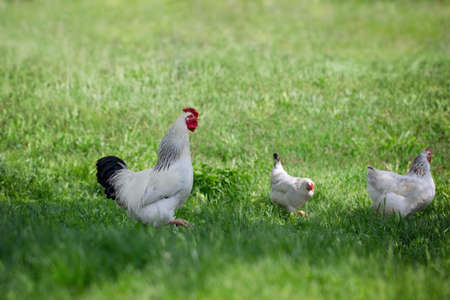 rooster and chickens on green grass. free chicken.の写真素材