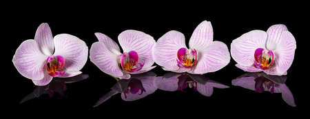 Orchids. Beautiful flowers with reflectionの写真素材