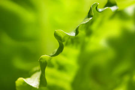 abstract green background. A leaf of fresh lettuce on a garden bed lit by the sun.の写真素材