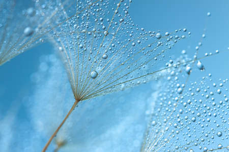 dandelion seeds in dew drops. macro. beautiful abstract backgroundの写真素材