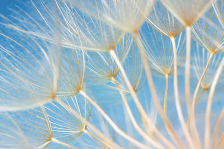 dandelion seeds close-up on a blue background. Abstractionの写真素材
