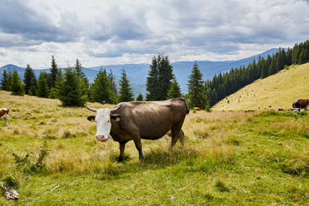 Cow in a meadow in the mountains. Alpine pasture. Beautiful landscapeの写真素材