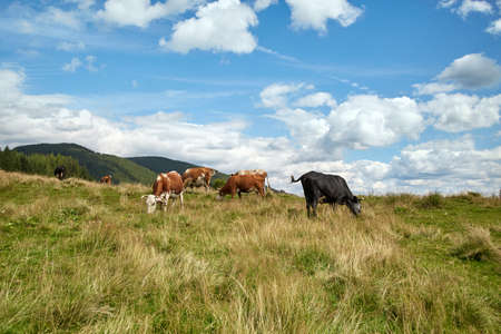 Cow in a meadow in the mountains. Alpine pasture. Beautiful landscapeの写真素材