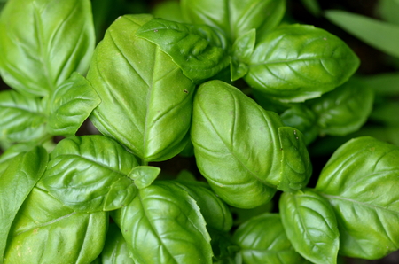 Top view of fresh sweet basil (Ocimum basilicum) plant and leaves growing in urban gardenの写真素材