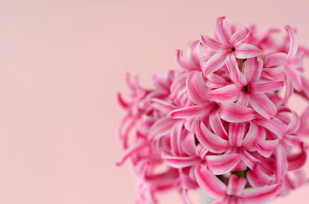 Bright pink hyacinth with French macarons, cup of coffee and gold black stationery on pink background. Female and lifestyle business and work from home concept. Spring theme.の写真素材