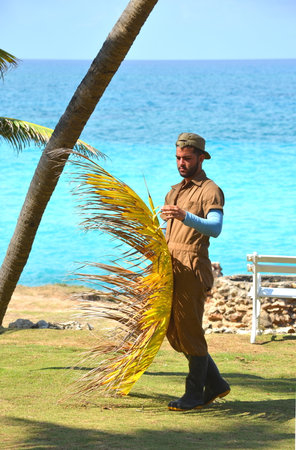 Gardener in harness climbing up a coconut (Cocos nucifera) palm tree to cut off dead branches in a tropical coastal garden. Man at work, work safety and hazard, work in heights.のeditorial素材