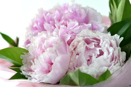 Light pink peony bouquet wrapped in tissue paper in tote bag with copy spaceの写真素材