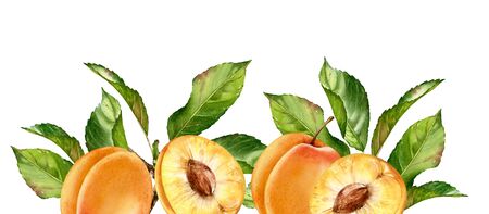 Realistic botanical watercolor illustration apricot fruit leaves composition bottom border: whole...