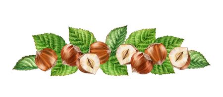 Realistic botanical watercolor arrangement hazelnuts leaves horizontal border. whole and half slice seeds isolated compositions hand painted, nuts brown beige green color for label designの写真素材