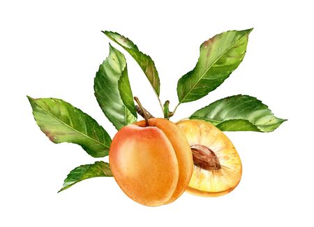 Realistic botanical watercolor illustration apricot fruit leaves composition: whole and half slice ripe juicy isolated clipart hand drawn, fresh exotic food golden yellow green for food label designの写真素材