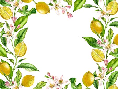 Horizontal frame Lemon fruit branch with flowers realistic botanical watercolor banner: citrus tree leaves isolated artwork on white hand drawn fresh tropical food design arrangement for text labelの写真素材