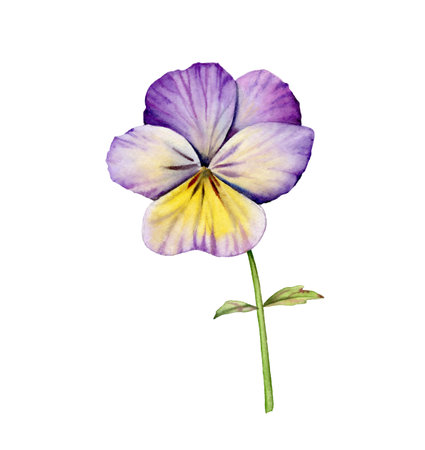 Watercolor pansy flower. Purple garden viola with leaves in blossom. Hand painted floral design element. Botanical illustrations isolated on whiteの写真素材