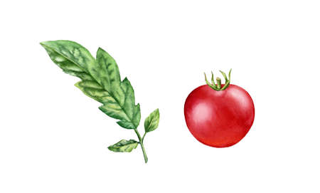 Watercolor tomato. Ripe red fruit with leaves branch. Realistic botanical painting with fresh...