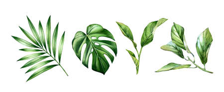 Watercolor leaves set. Tropical citrus, palm, monstera leaves. Exotic tree branches isolated on white. Collection of jungle green plants. Realistic detailed botanical illustrationの写真素材