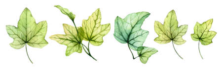Watercolor English ivy. Fresh grape leaves. Transparent tree foliage isolated on white. Realistic detailed botanical illustration. Set of five separate design elementsの写真素材