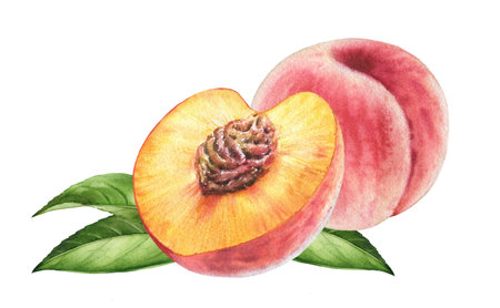 Watercolor composition with peaches. Realistic setup with pink fruits and green leaves. Half and whole peaches. Botanical hand-painted illustration for food label designの写真素材
