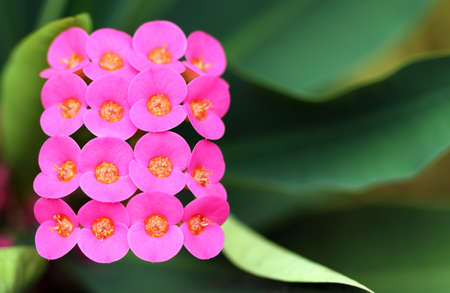 closeup of pattern Euphorbia milii