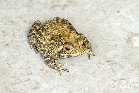 brown toad crouch on dry concret floorの写真素材