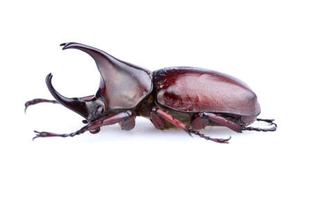 Male Rhinoceros beetle on white backgroundの写真素材
