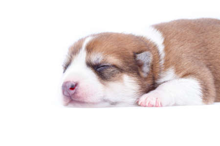 sleeping brown and white puppy on white backgroundの写真素材