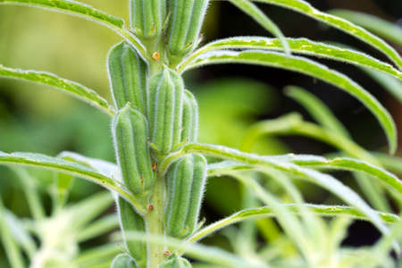 Black sesame plant growing in natureの写真素材