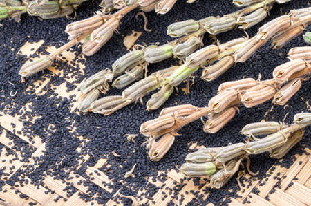 Sesame seed and plant on bamboo basket- closed upの写真素材