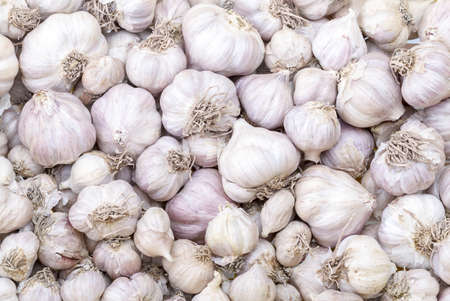 Garlic in market - Allium sativum Linn.の写真素材