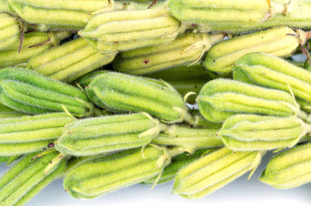 Plant fresh black Sesame pod closed upの写真素材