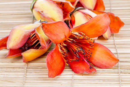 Flower of Fresh BOMBAX CEIBA LINN - prepare for drying androecium for foodの写真素材