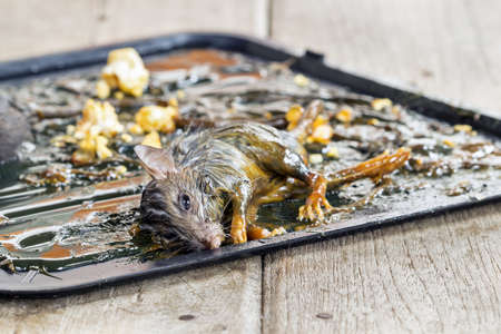 Mouse stick and die on glue trap on black tray with popcorn.の写真素材