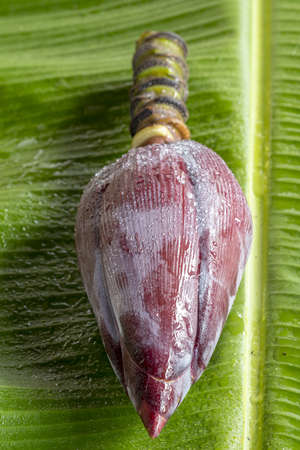 Fresh banana blossom on green banana leafの写真素材