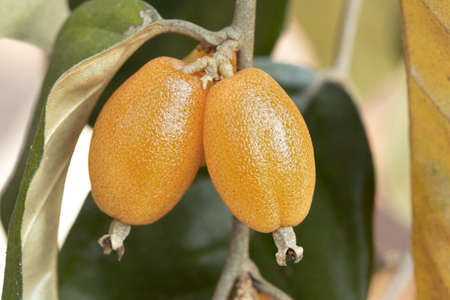Thai Wild Olive half ripped, not ready to eat, bitter taste