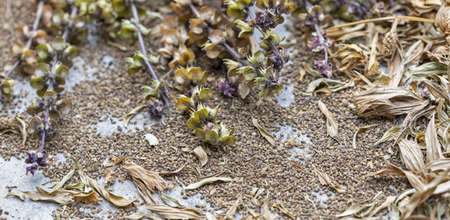 Sun-dried Culantro or Sawtooth coriander seeds, flowers, leaves (scientific name is Eryngium foetidum) for cultivating next season.の写真素材