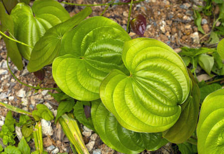 Young green Leaves of Purple yam (scientific name is Dioscorea alata) in natural grow unsuitable for...